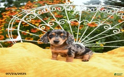Miniature Dachshund dogs for sale: Wynn - Image 5