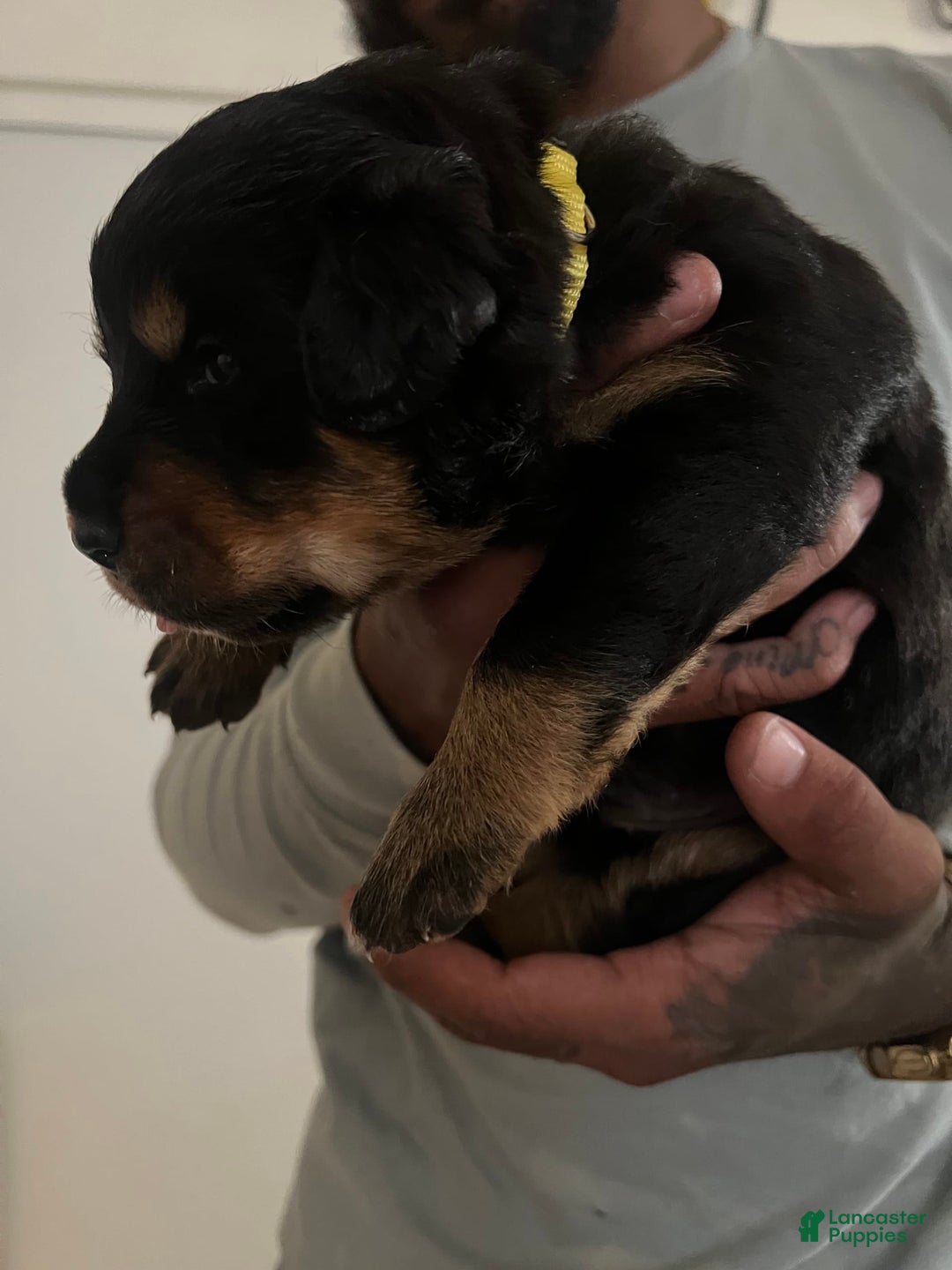 Bernese Mountain Dog dogs for sale: Champ - Image 1