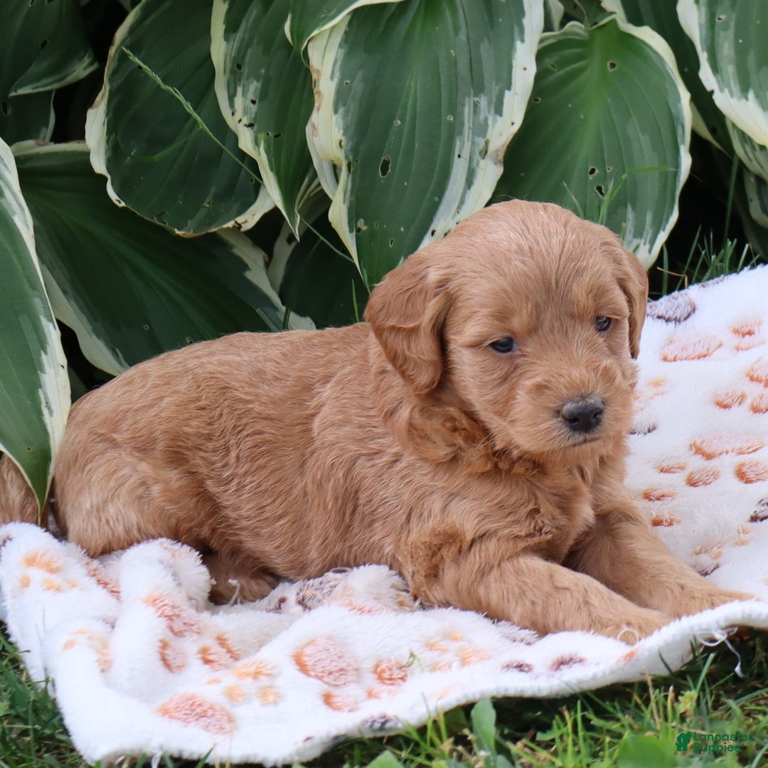 Mini Goldendoodle dogs for sale: Austin - Image 1