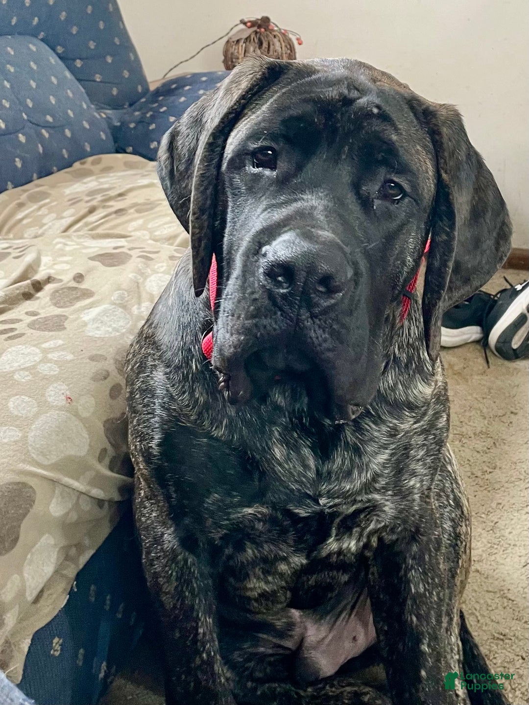 English Mastiff dogs for sale: Angel - Image 12