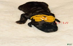 Miniature Poodle dogs for sale: Star - Image 1