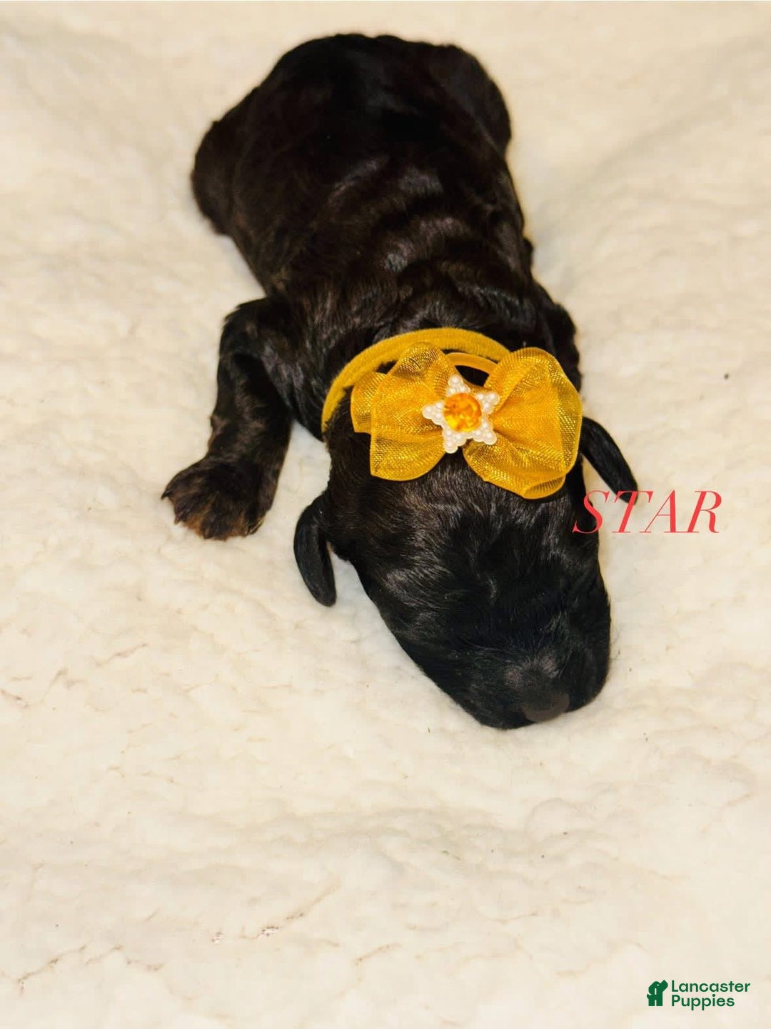 Miniature Poodle dogs for sale: Star - Image 1