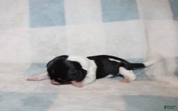 Miniature Dachshund dogs for sale: Mickey Mini - Image 6
