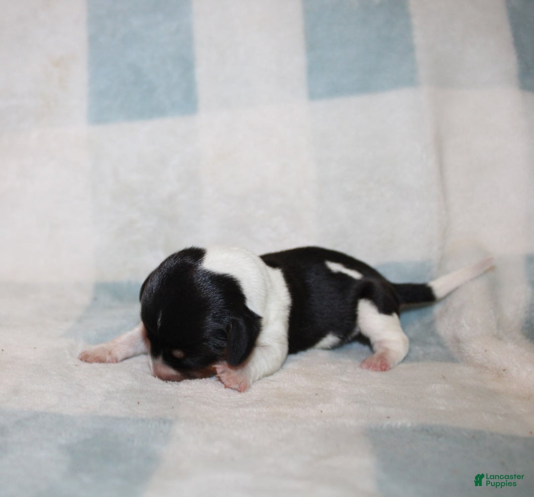 Miniature Dachshund dogs for sale: Mickey Mini - Image 6