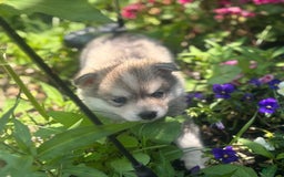 Pomsky dogs for sale: Kanan - Image 2