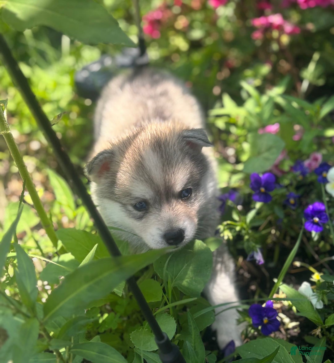 Pomsky dogs for sale: Kanan - Image 2