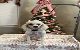 Miniature Poodle dogs for sale: Rosy - Image 6