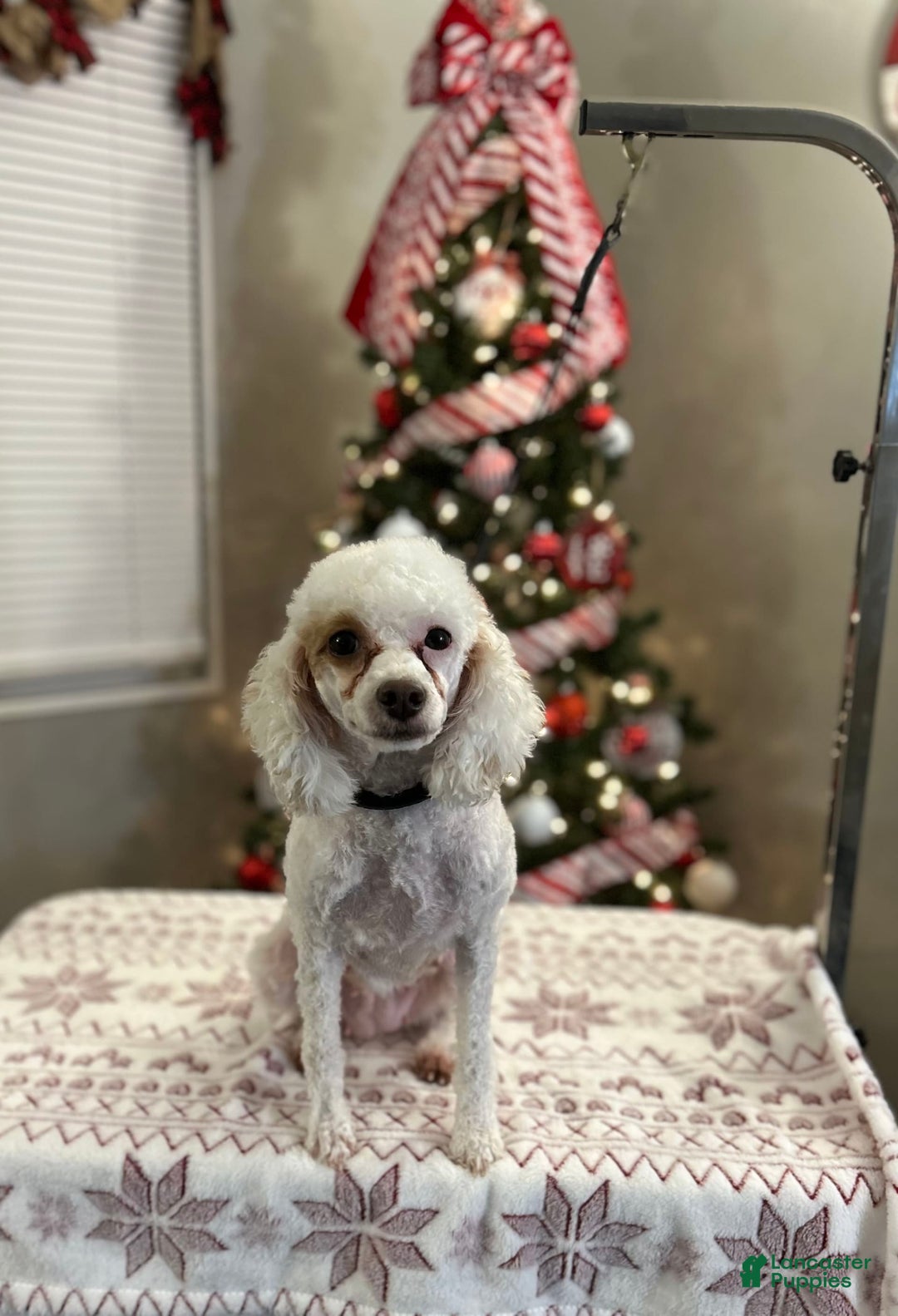 Miniature Poodle dogs for sale: Rosy - Image 6