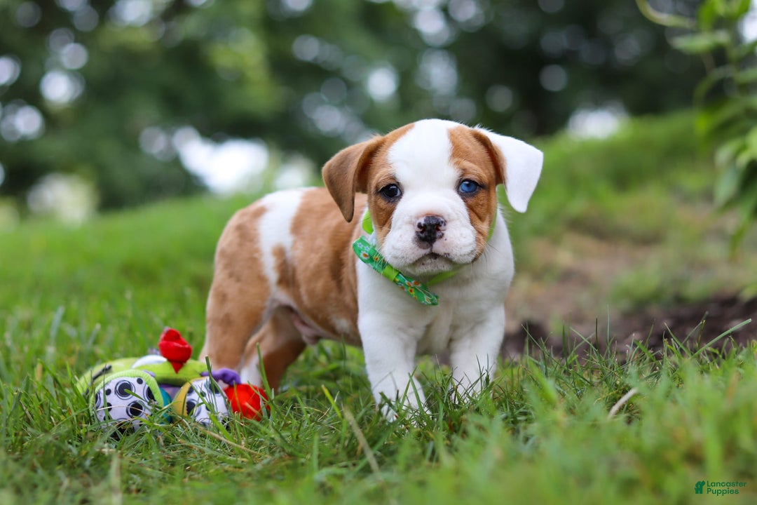 Beabull dogs for sale: Harley - Image 7