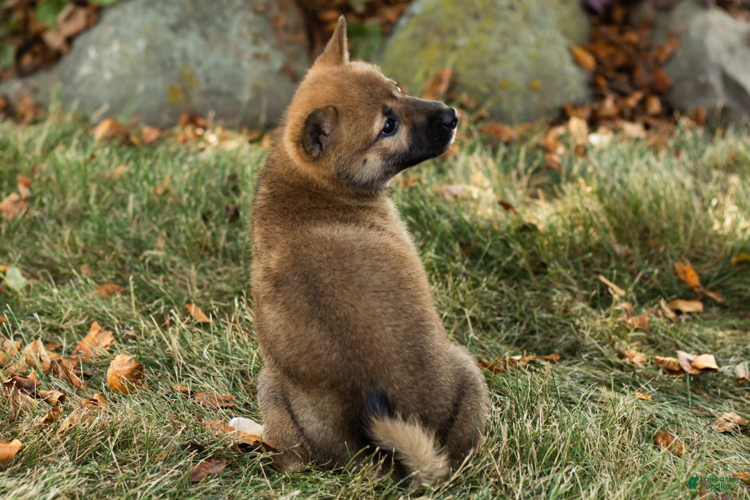 Shiba Inu dogs for sale: Jed - Image 4
