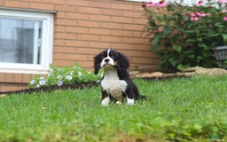 Cavalier King Charles Spaniel dogs for sale: Victor - Image 7