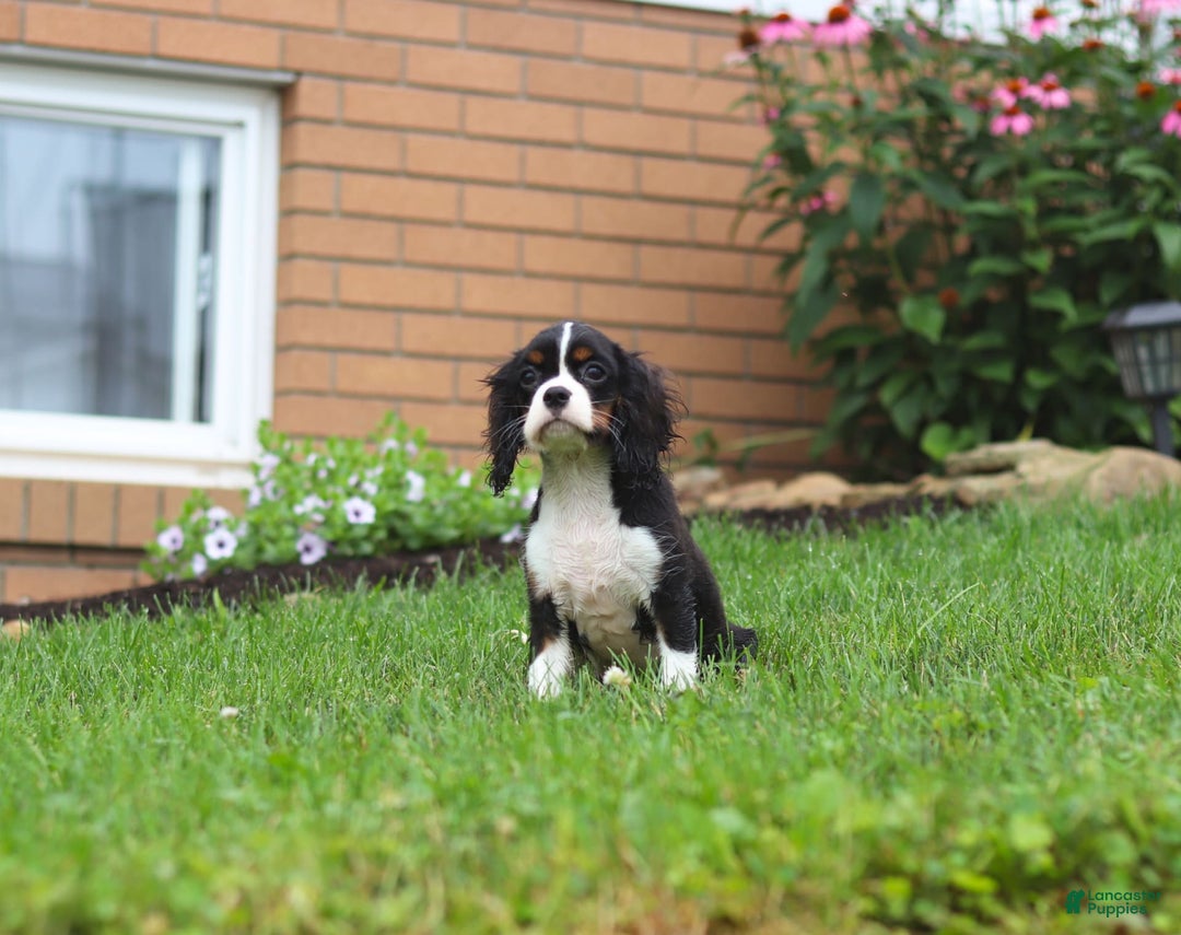 Cavalier King Charles Spaniel dogs for sale: Victor - Image 7