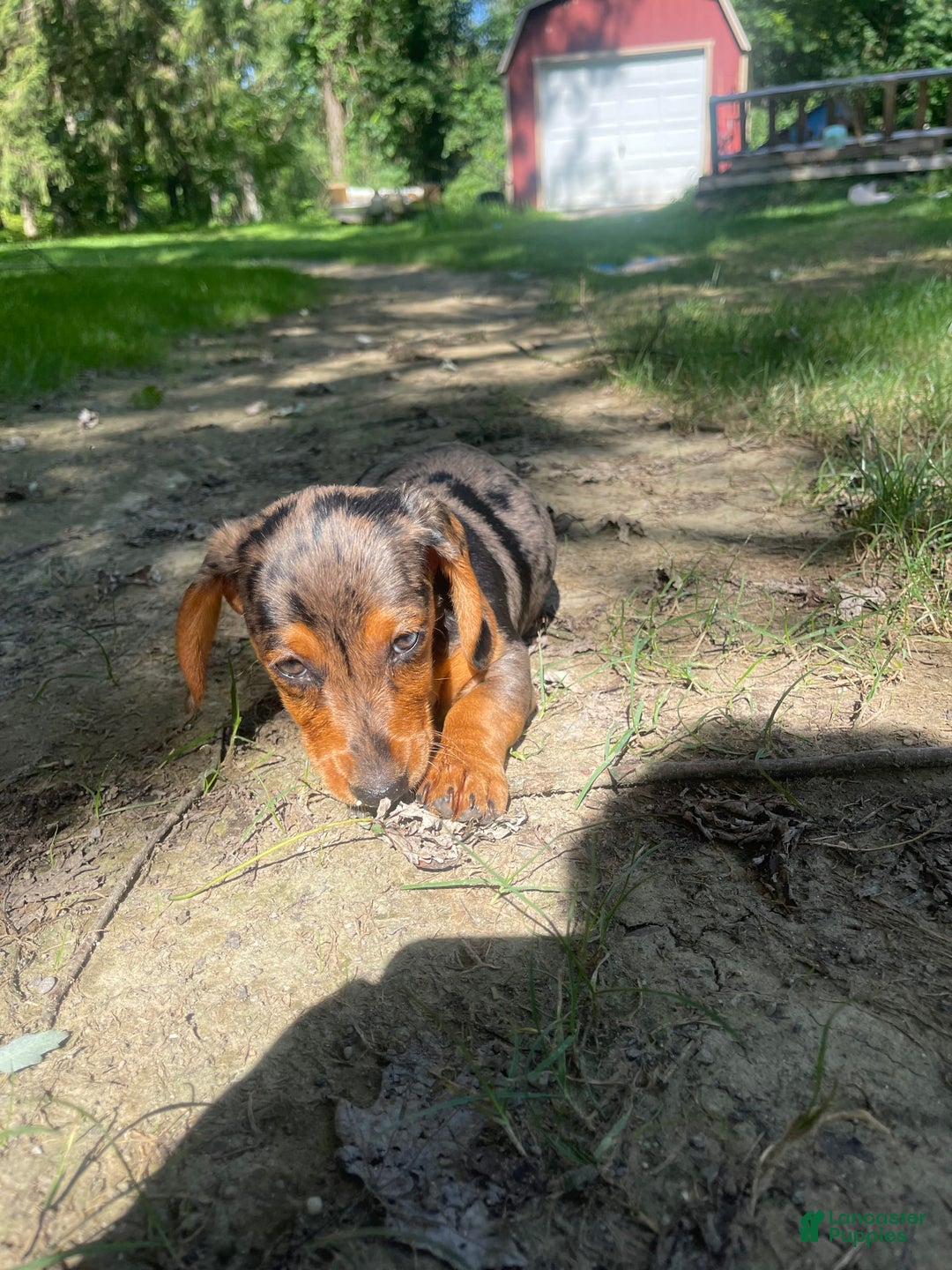 Dachshund dogs for sale: Coco - Image 3