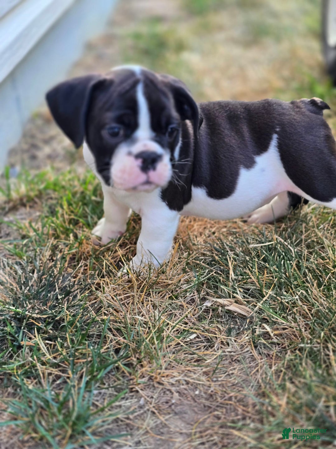 English Bulldog dogs for sale: Mack - Image 4