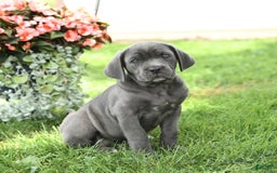 Cane Corso dogs for sale: Belle - Image 4