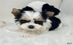 Biewer Terrier dogs for sale: Jilda Pocket/teacup - Image 3
