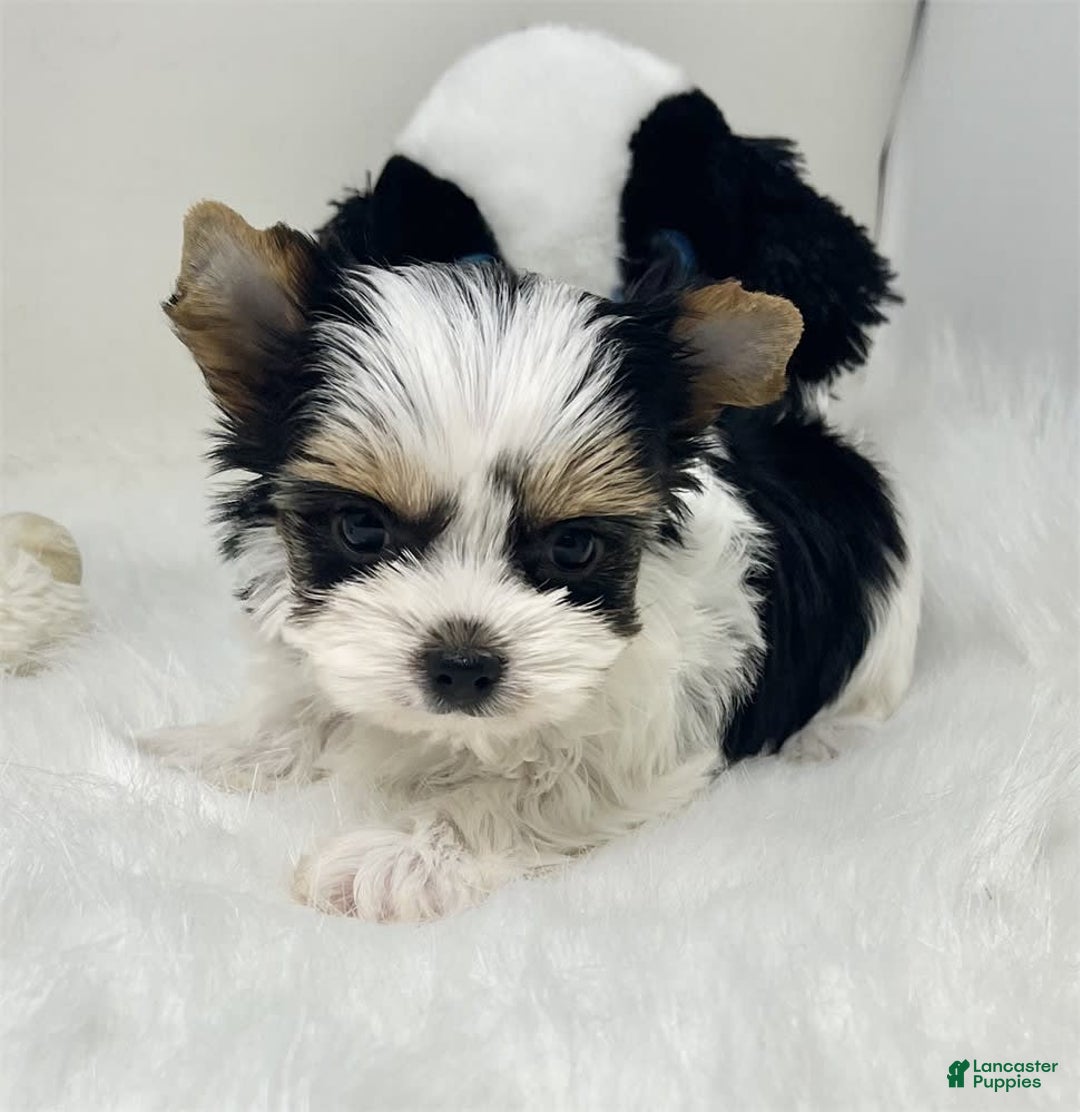 Biewer Terrier dogs for sale: Jilda Pocket/teacup - Image 3