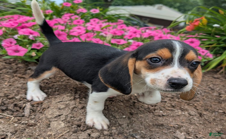Beagle dogs for sale - Ad 1