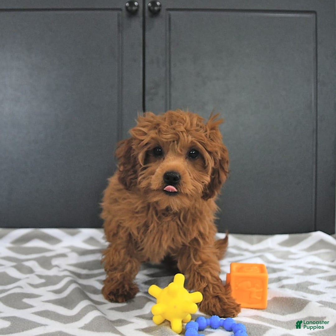 Mini Goldendoodle dogs for sale: Miley - Image 1