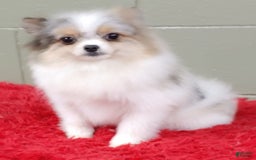 Pomeranian dogs for sale: Sparkle - Image 9