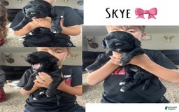 Goldendoodle dogs for sale: Skye - Image 9