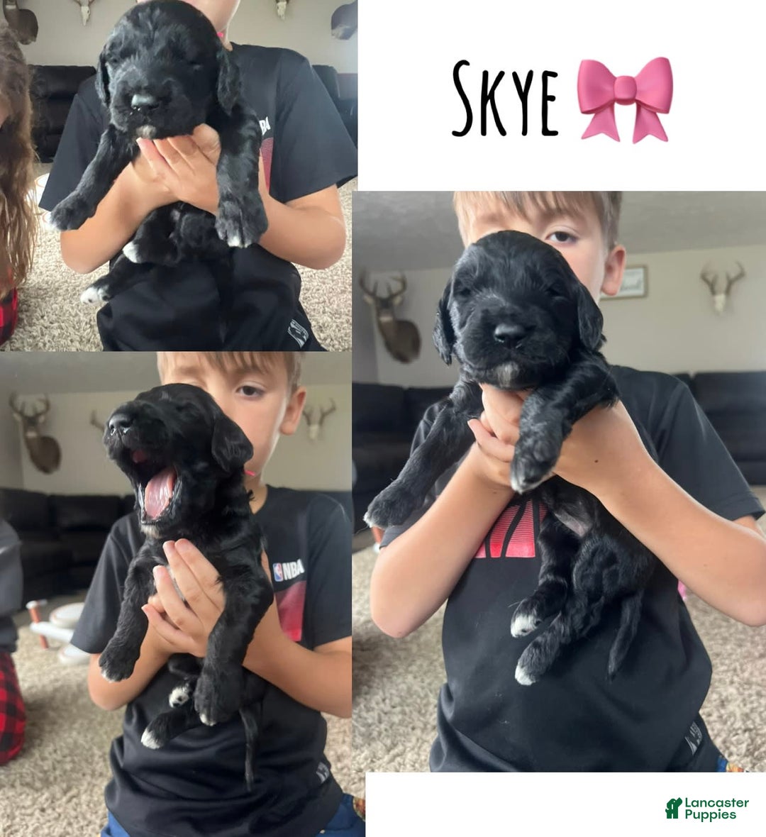 Goldendoodle dogs for sale: Skye - Image 9