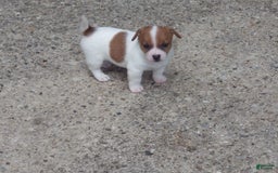 Jack Russell Terrier dogs for sale: Fillmore - Image 1