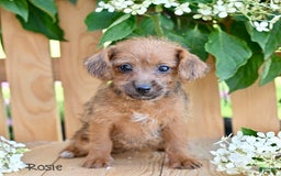 Jackapoo dogs for sale: Rosie - Image 2