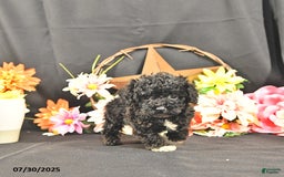 Miniature Poodle dogs for sale: Chip   Extra Small - Image 4