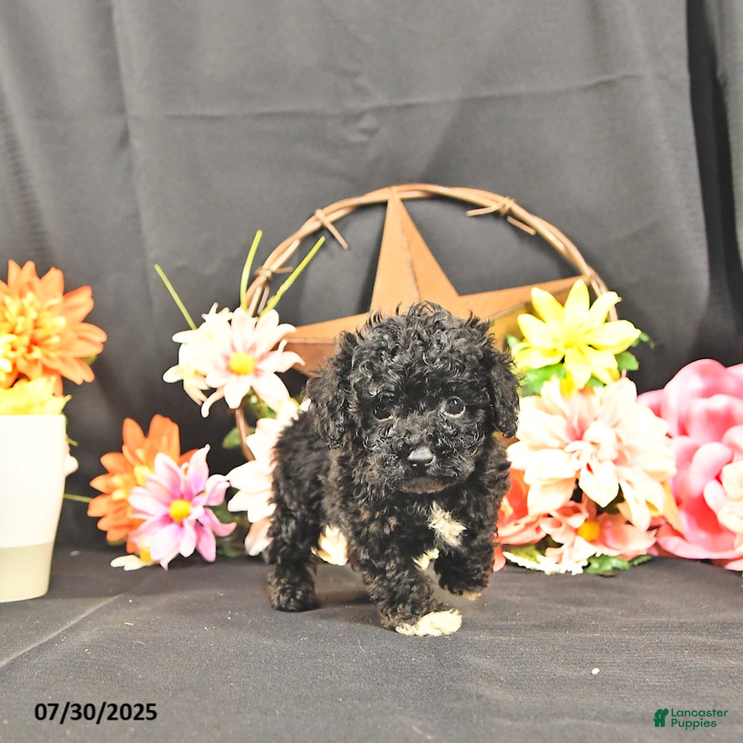 Miniature Poodle dogs for sale: Chip   Extra Small - Image 4