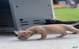 American Bully dogs for sale: Brutus - Image 1