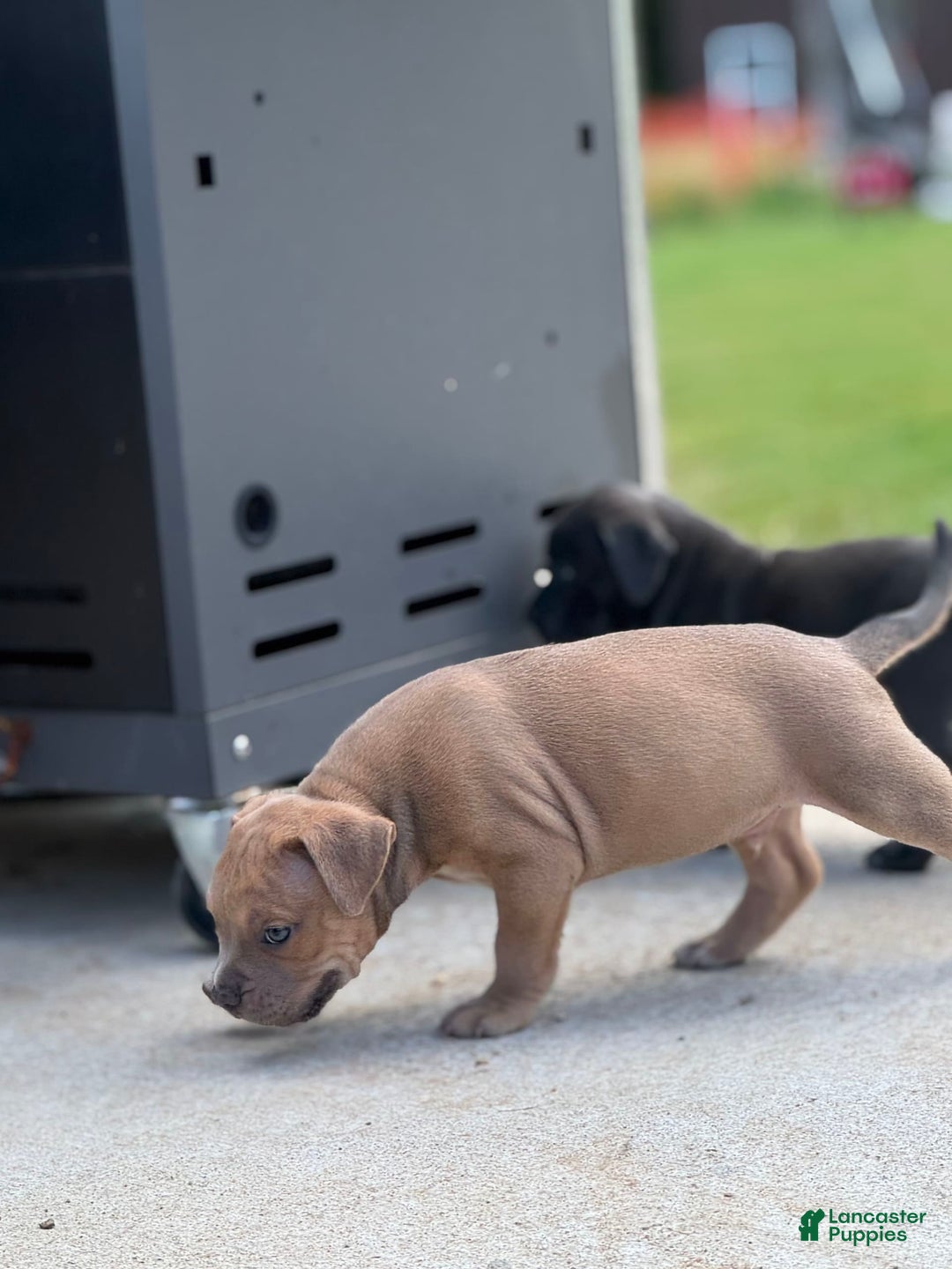 American Bully dogs for sale: Brutus - Image 1