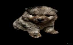 Pomeranian dogs for sale: Dotty - Image 10
