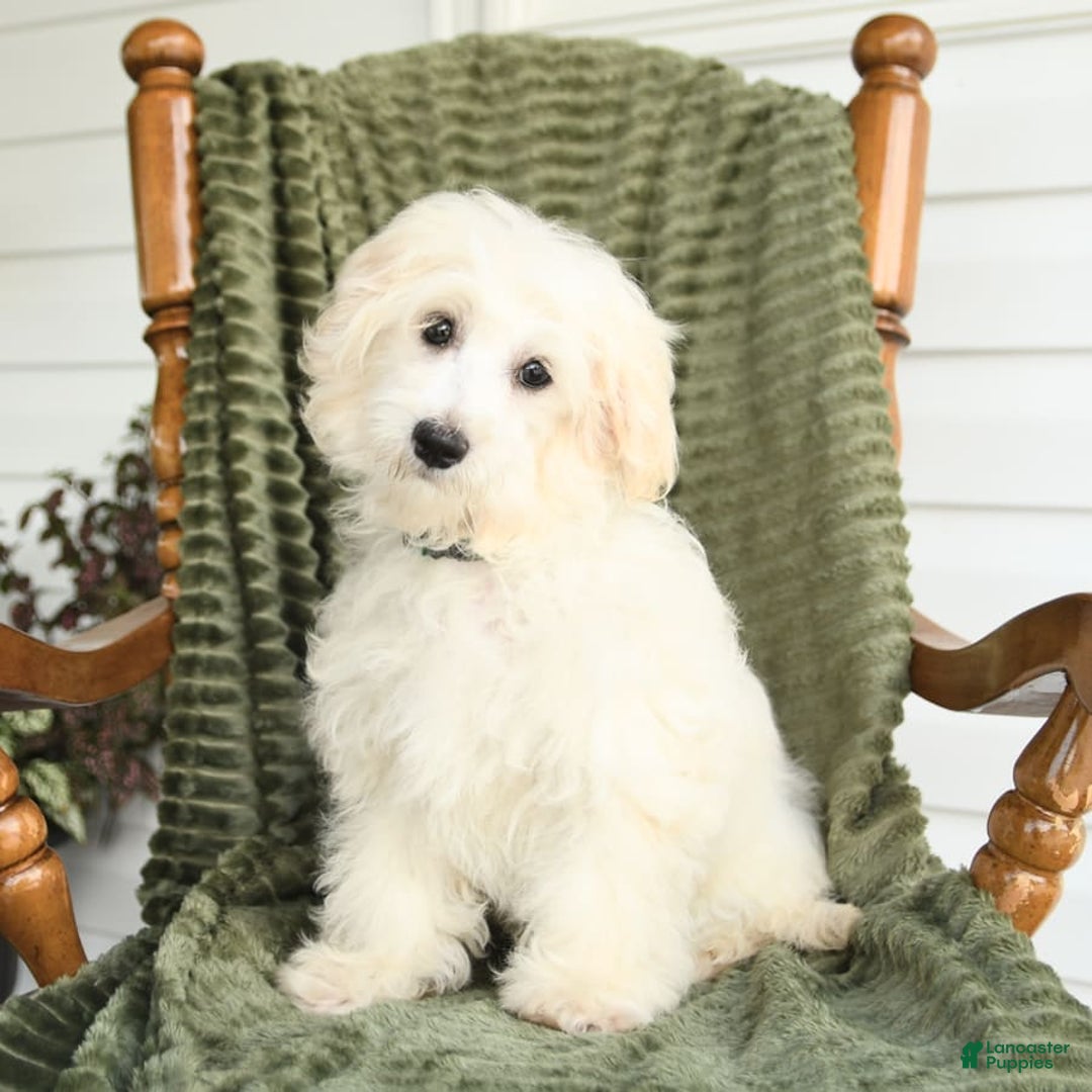 Maltipoo dogs for sale: Louie - Image 2