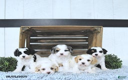 Cavapoo dogs for sale: Zeke - Image 3