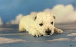 West Highland Terrier dogs for sale: Akc DNA clear Casper - Image 5