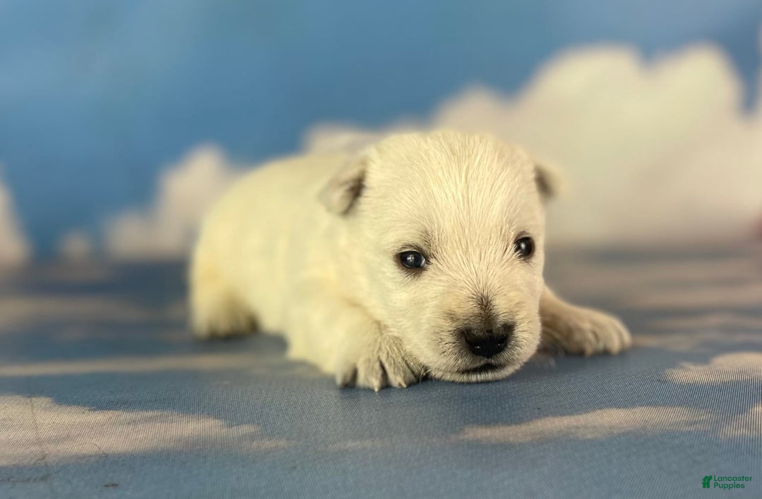 West Highland Terrier dogs for sale: Akc DNA clear Casper - Image 5