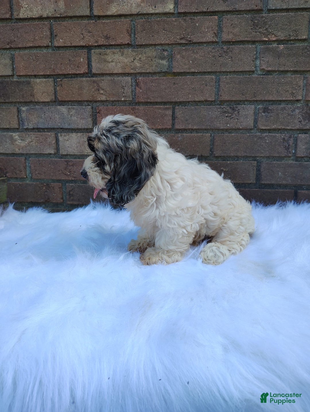 Cockapoo dogs for sale: Mary - Image 5