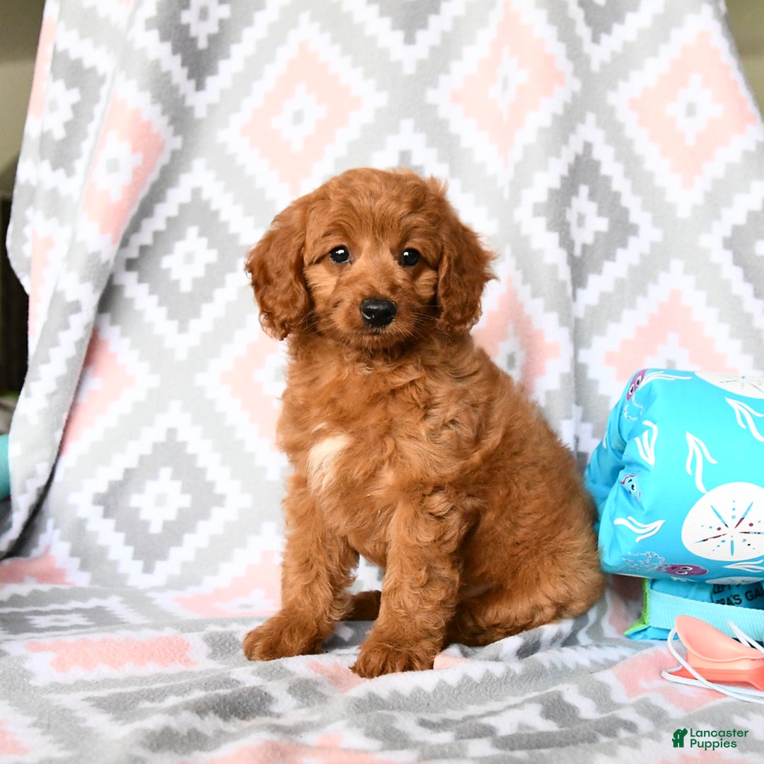 Cockapoo dogs for sale: Judy - Image 5