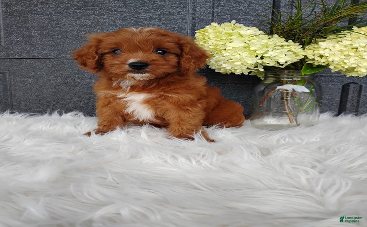 Cavapoo dogs for sale - Ad 4