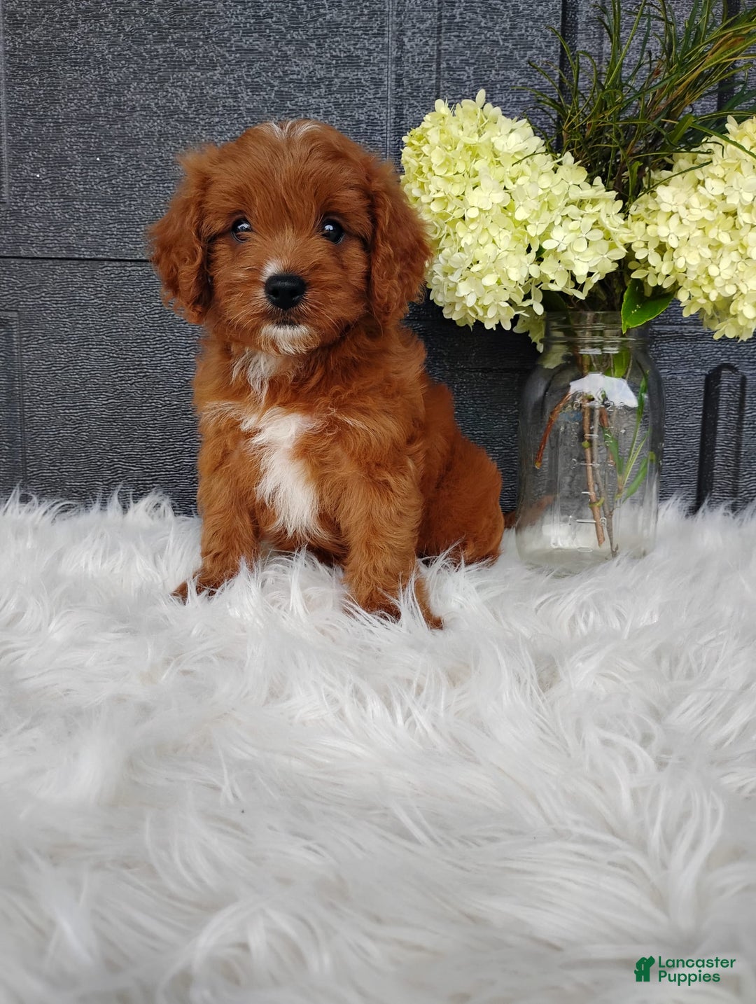 Cavapoo dogs for sale: Pearl - Image 1