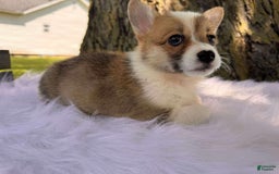 American Corgi dogs for sale: Zoe - Image 4