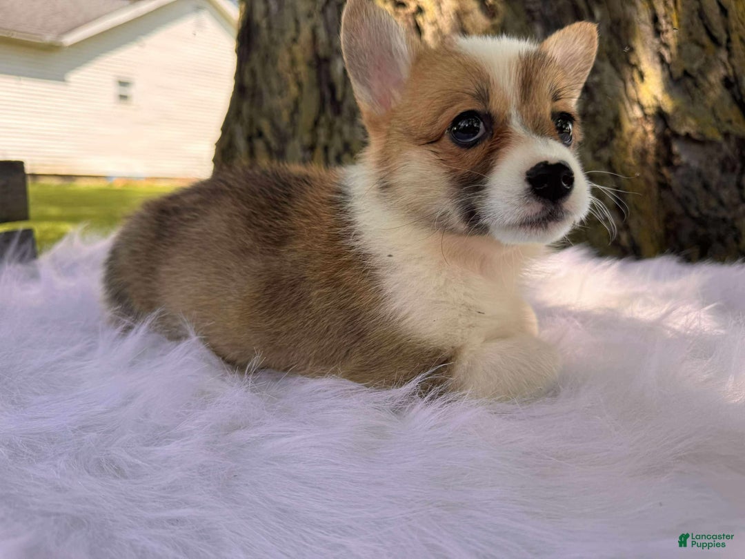 American Corgi dogs for sale: Zoe - Image 4
