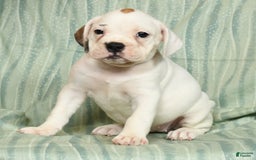 Beabull dogs for sale: Kelly - Image 3
