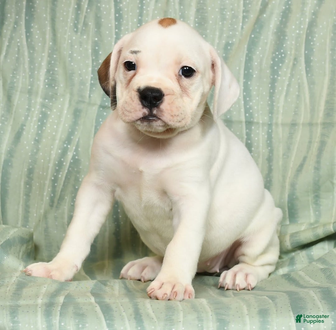 Beabull dogs for sale: Kelly - Image 3