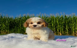 Cavapoo dogs for sale: Cavapoo 2 puppies - Image 6