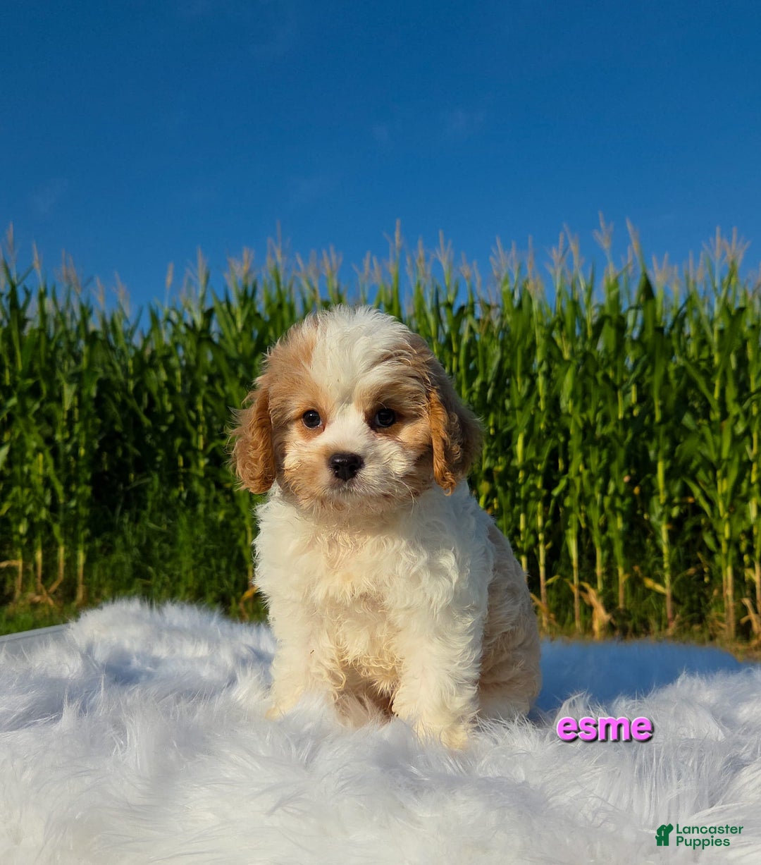 Cavapoo dogs for sale: Cavapoo 2 puppies - Image 6