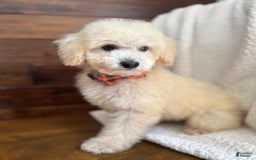 Miniature Poodle dogs for sale: Pico - Image 1