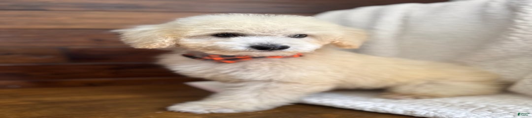 Pico