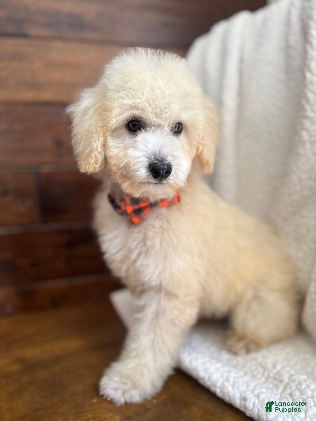 Miniature Poodle dogs for sale: Pico - Image 1